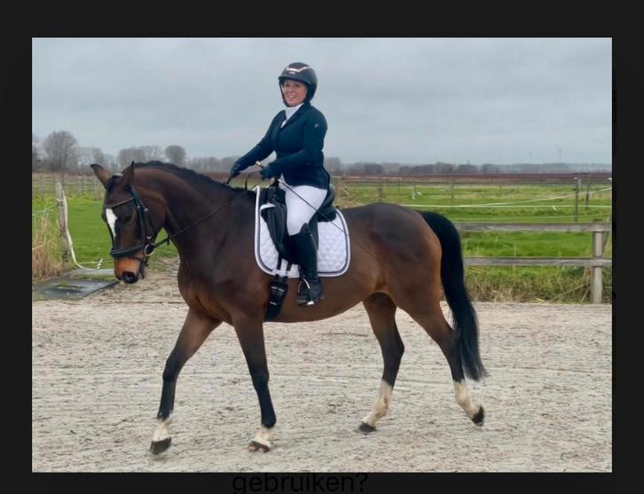 Super brave recreatiemerrie/leerpaard–gouden karakter, Animaux & Accessoires, Chevaux, Jument, M, 165 à 170 cm, 11 ans ou plus