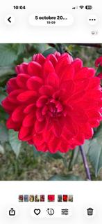 Bulbes de dalhias, Enlèvement, Printemps, Bulbe