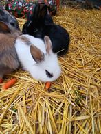 Dwergkonijntjes, Dieren en Toebehoren, Meerdere dieren, Dwerg, 0 tot 2 jaar