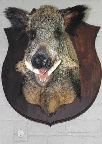Taxidermie everzwijn en hert beschikbaar voor biedingen