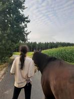 Verzorgpaard gezocht, Dieren en Toebehoren, Paarden