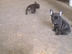 franse bulldog pups, Dieren en Toebehoren, België, Fokker | Hobbymatig, Reu, CDV (hondenziekte)