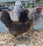 Baardkriel koppel, Dieren en Toebehoren, Pluimvee