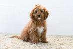 Chiots Cavapoo à vendre, 15 semaines à 1 an, Étranger, Hépatite contagieuse (maladie de Rubarth), Plusieurs animaux