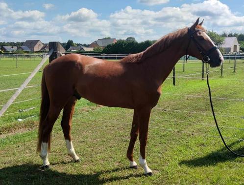 Springpaard met kwaliteit, Animaux & Accessoires, Chevaux, Étalon, Débourré, 160 à 165 cm, 3 à 6 ans, Cheval de saut