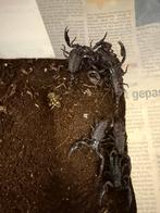 Heterometrus spinifer, nakweek, schorpioen niet gevaarlijk, Dieren en Toebehoren, Overige soorten, Tam, 0 tot 2 jaar
