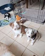 Leuke border collie pups op boerderij ouders aanwezig, Dieren en Toebehoren, Honden | Herdershonden en Veedrijvers, CDV (hondenziekte)