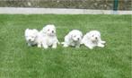 Mini maltezer pups bij ELITE FOKKER echte hondenliefhebber, CDV (hondenziekte), Meerdere, Maltezer, 8 tot 15 weken