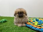 Pekingees pups, Dieren en Toebehoren, Honden | Chihuahua's en Gezelschapshonden, België, 8 tot 15 weken, Meerdere, CDV (hondenziekte)