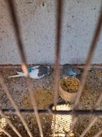 Grasparkieten, Dieren en Toebehoren, Geslacht onbekend, Geringd