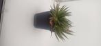 agave schidigera, Huis en Inrichting, Kamerplanten, Vetplant, Ophalen of Verzenden, Minder dan 100 cm, Volle zon