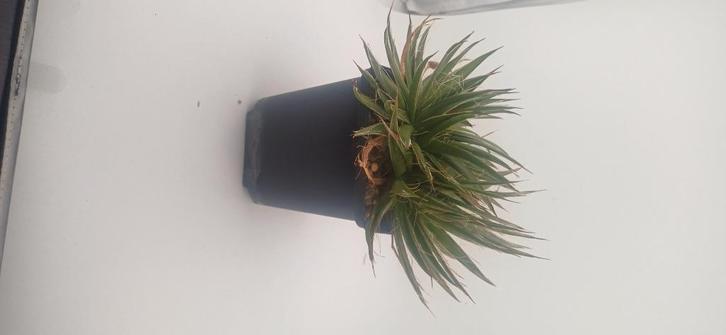 agave schidigera, Huis en Inrichting, Kamerplanten, Vetplant, Minder dan 100 cm, Groene kamerplant, Volle zon, Ophalen of Verzenden