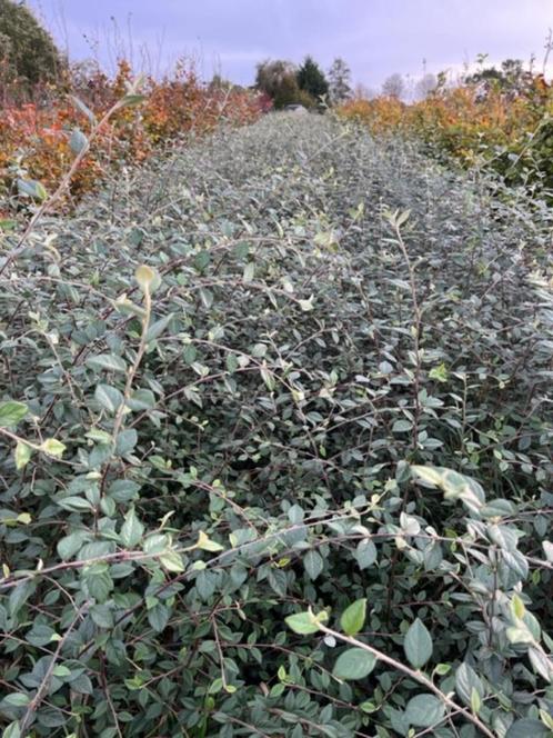 groenblijvende haag - Cotoneaster franchetti - dwergmispel, Tuin en Terras, Planten | Struiken en Hagen, Haag, Ophalen