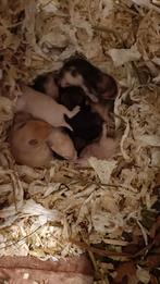 Goudhamster pups(s), Hamster