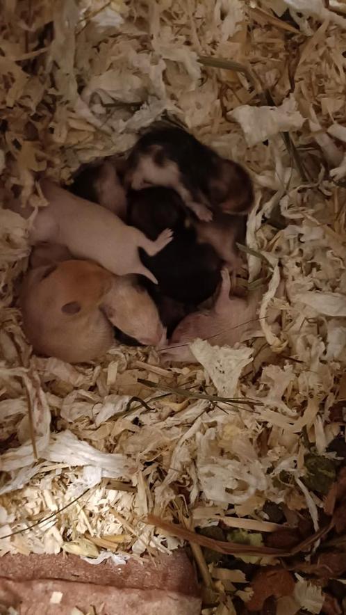Goudhamster pups(s), Animaux & Accessoires, Rongeurs, Hamster
