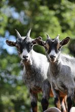 Dwerggeit, Dieren en Toebehoren