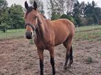 3jarig springpaard en een ster fokmerrie, Dieren en Toebehoren, Paarden, Meerdere dieren, Onbeleerd, Springpaard, Gechipt