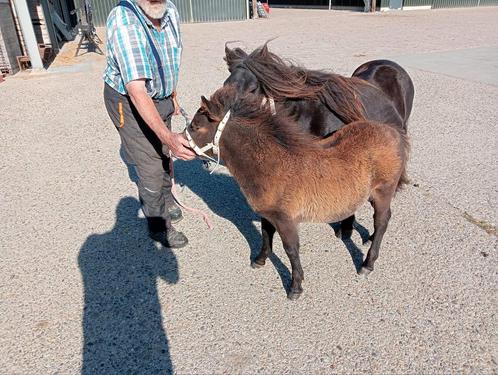 Te koop 2 prachtige merrieveulens, Dieren en Toebehoren, Pony's, Merrie, Gechipt