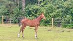 Zangersheide hengstenveulen: Chaccos touch x Cigaret JV H Z, Dieren en Toebehoren, Paarden, Springpaard, 0 tot 2 jaar, Hengst