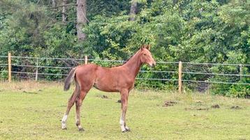 Poulain de Zangersheide : Chaccos touch x Cigaret JV H Z, Étalon, 0 à 2 ans, 170 à 175 cm, Non dressé