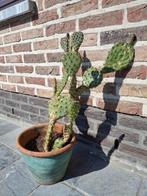 Opuntia ficus indica (vijgcactus)  55 cm, Huis en Inrichting, Kamerplanten, Ophalen, Ficus, In pot