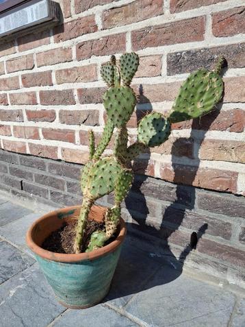 Opuntia ficus indica (vijgcactus)  55 cm beschikbaar voor biedingen