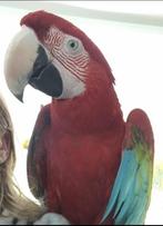 Groenvleugel pop met papieren, Dieren en Toebehoren, Vogels | Parkieten en Papegaaien, Vrouwelijk, Papegaai, Pratend