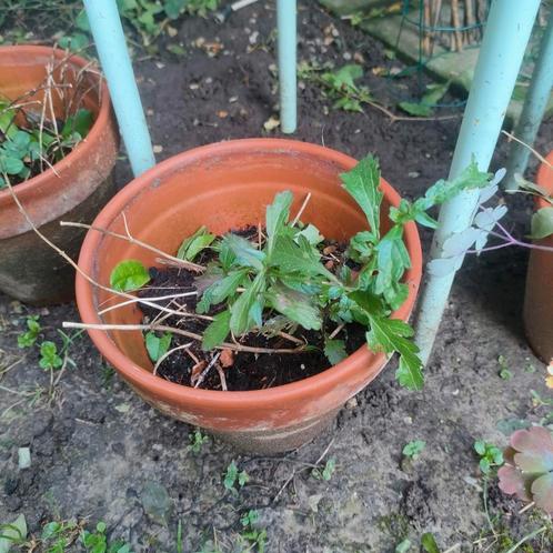 Verbena, Tuin en Terras, Planten | Tuinplanten, Ophalen
