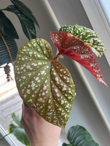 Begonia Corallina beschikbaar voor biedingen