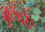Rode bes, Jardin & Terrasse, Plantes | Arbustes & Haies, Enlèvement