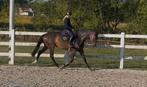 Super lieve 7jarige ruin, Dieren en Toebehoren, Paarden, B, Gechipt, Ruin, 170 tot 175 cm