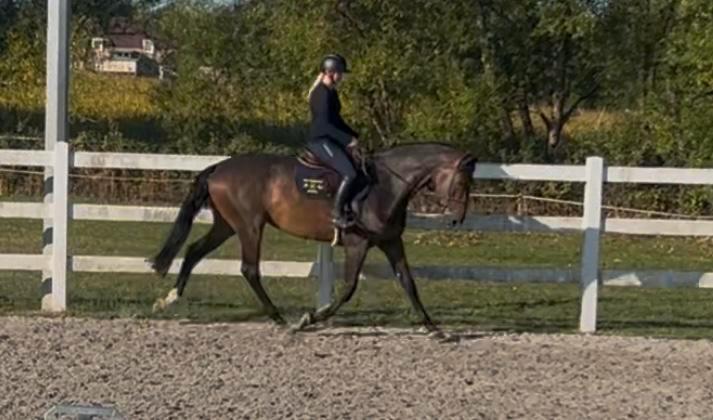 Super lieve 7jarige ruin, Dieren en Toebehoren, Paarden, Ruin, B, 170 tot 175 cm, 7 tot 10 jaar, Recreatiepaard, Met stamboom