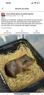 Ch teddy, Dieren en Toebehoren, Knaagdieren, Cavia