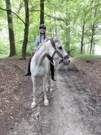 Halve stal/ verzorger gezocht, Ruin, Zadelmak, Recreatiepaard, 11 jaar of ouder