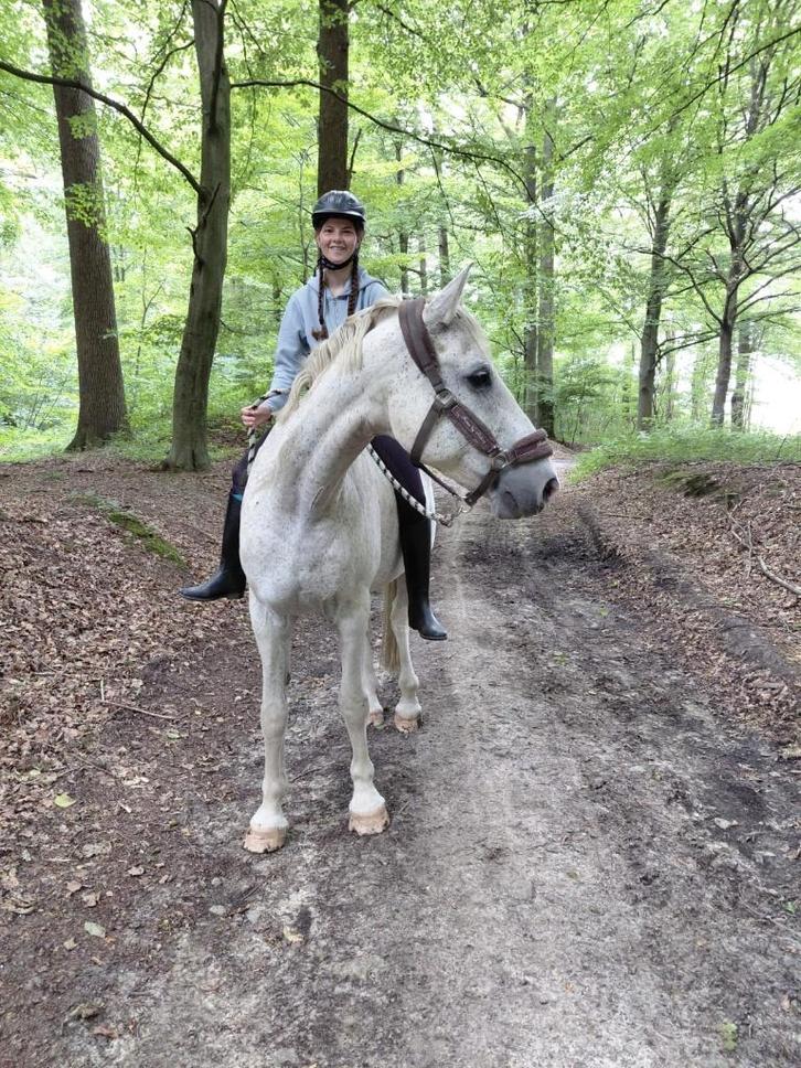 Halve stal/ verzorger gezocht, Dieren en Toebehoren, Paarden, Ruin, Zadelmak, 11 jaar of ouder, Recreatiepaard
