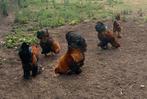 Diverse hanen te koop. Volwassen en halfwas. Tamme dieren., Dieren en Toebehoren, Mannelijk, Kip