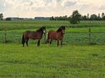 Pony's + koets + tuig, Merrie, Ontwormd