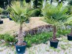 Trachycarpus fortunei palm -18 graden (van 1 tot 7 stammen), Ophalen of Verzenden