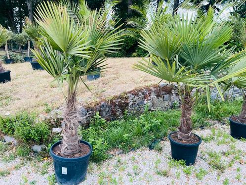 Trachycarpus fortunei palm -18 graden (van 1 tot 7 stammen), Tuin en Terras, Planten | Bomen, Ophalen of Verzenden