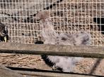 Zijdehoen kriel hen, Dieren en Toebehoren, Pluimvee