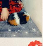 Twee. Cavia  te koop, Augustus, Vrouwelijk, Cavia