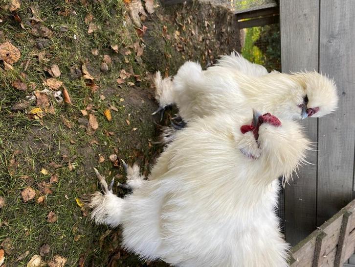 2 zijdehoen haantjes wit, Dieren en Toebehoren, Pluimvee, Kip, Mannelijk