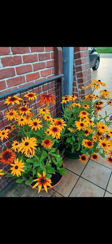 Gele zonnehoed plantjes in potjes . Winterhard . beschikbaar voor biedingen