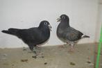 kleurpostduiven, Dieren en Toebehoren, Geslacht onbekend, Postduif