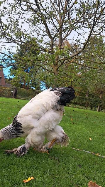Brahma hanen beschikbaar voor biedingen