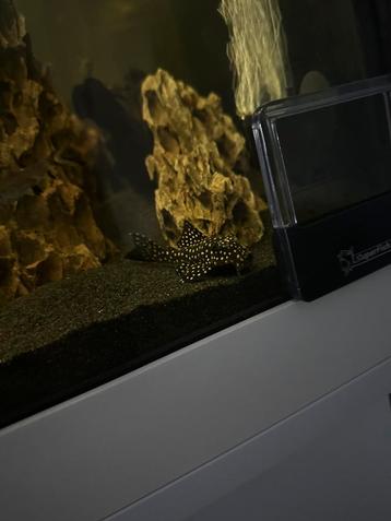 L240 ( Vampire Pleco wildvangst! )  beschikbaar voor biedingen