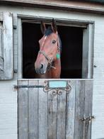 Djeen te koop, Dieren en Toebehoren, Paarden