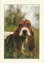 HOND   9, Verzamelen, Postkaarten | Dieren, Gelopen, Verzenden, 1980 tot heden, Hond of Kat
