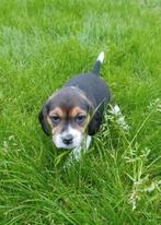 Ondeugende Beagle pups ! (enkel nog reutjes), Dieren en Toebehoren, Meerdere, 8 tot 15 weken, Meerdere dieren, België