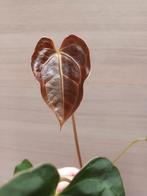 Anthurium dark crystallinum x papillilaminum, Ophalen of Verzenden